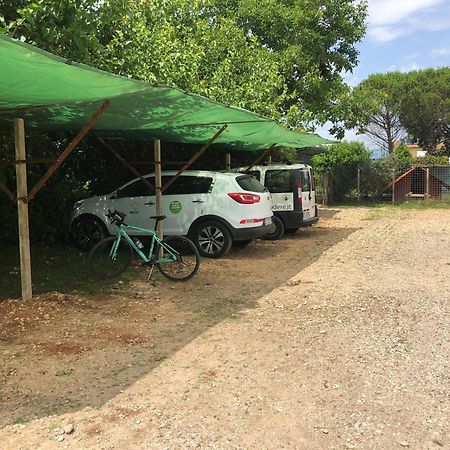 Agriturismo Il Podere Vedelago Con San Bernardo, Alpaca E Una Pentola Di Cose Da Scoprire Buitenkant foto