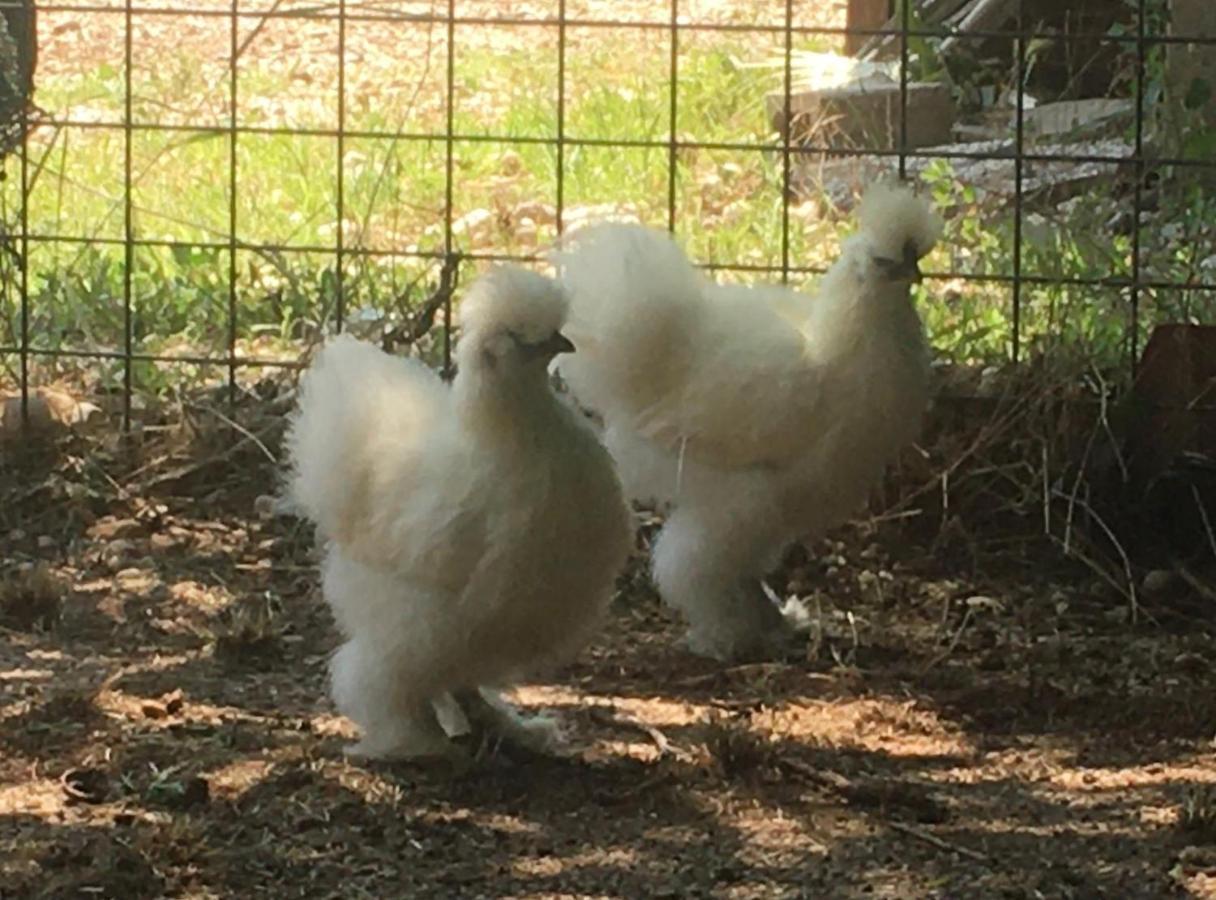 Agriturismo Il Podere Vedelago Con San Bernardo, Alpaca E Una Pentola Di Cose Da Scoprire Buitenkant foto