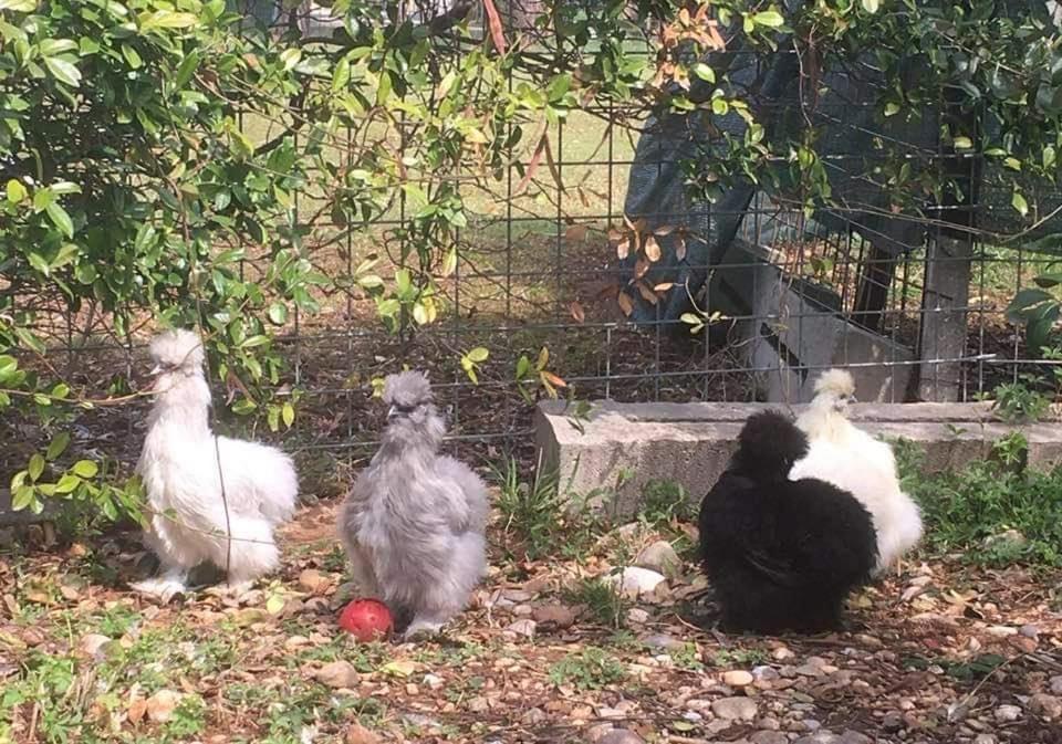 Agriturismo Il Podere Vedelago Con San Bernardo, Alpaca E Una Pentola Di Cose Da Scoprire Buitenkant foto