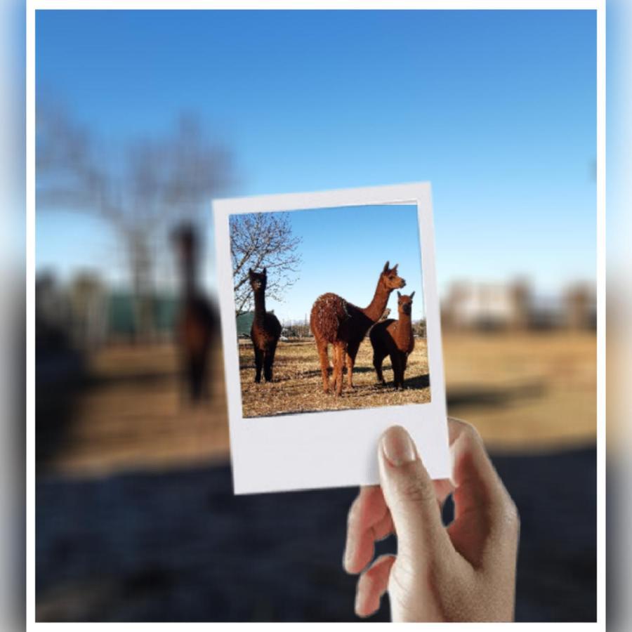 Agriturismo Il Podere Vedelago Con San Bernardo, Alpaca E Una Pentola Di Cose Da Scoprire Buitenkant foto