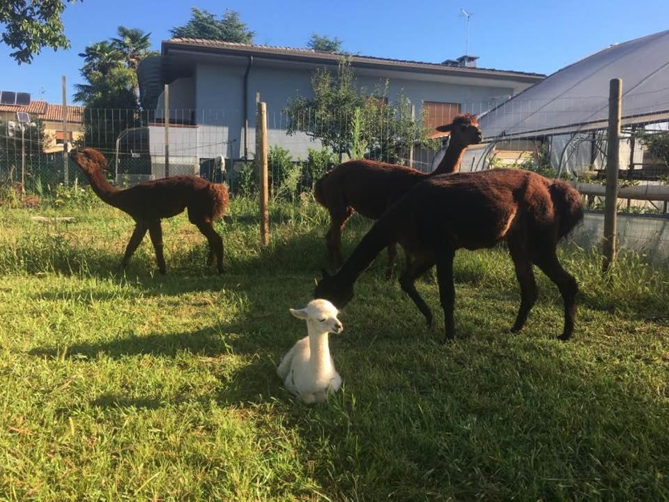 Agriturismo Il Podere Vedelago Con San Bernardo, Alpaca E Una Pentola Di Cose Da Scoprire Buitenkant foto