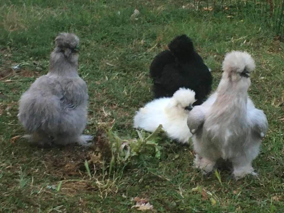 Agriturismo Il Podere Vedelago Con San Bernardo, Alpaca E Una Pentola Di Cose Da Scoprire Buitenkant foto