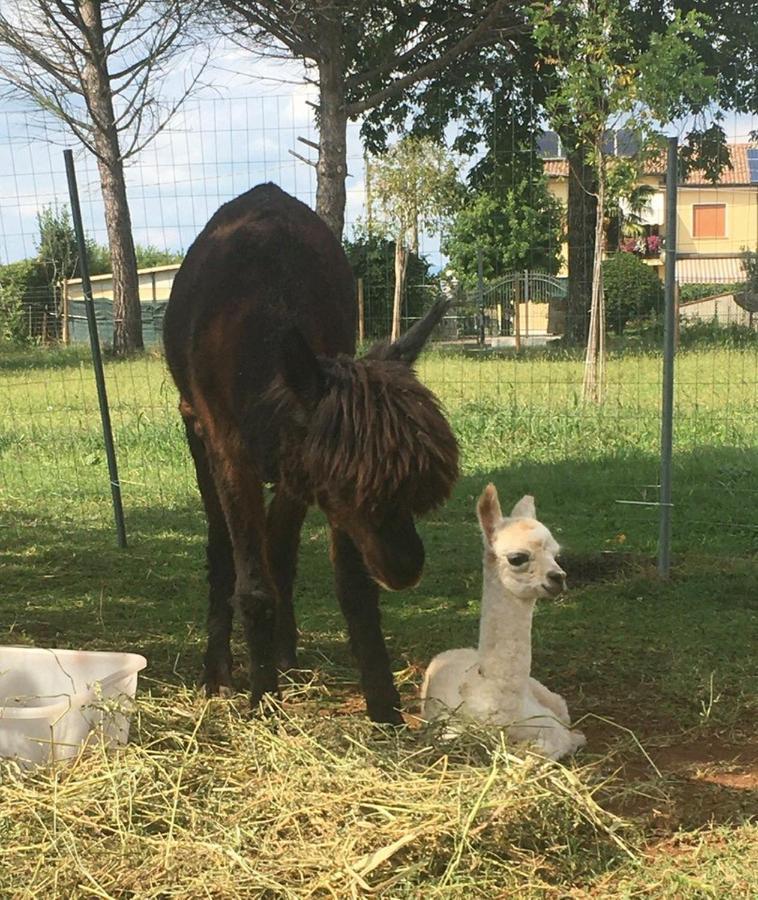 Agriturismo Il Podere Vedelago Con San Bernardo, Alpaca E Una Pentola Di Cose Da Scoprire Buitenkant foto