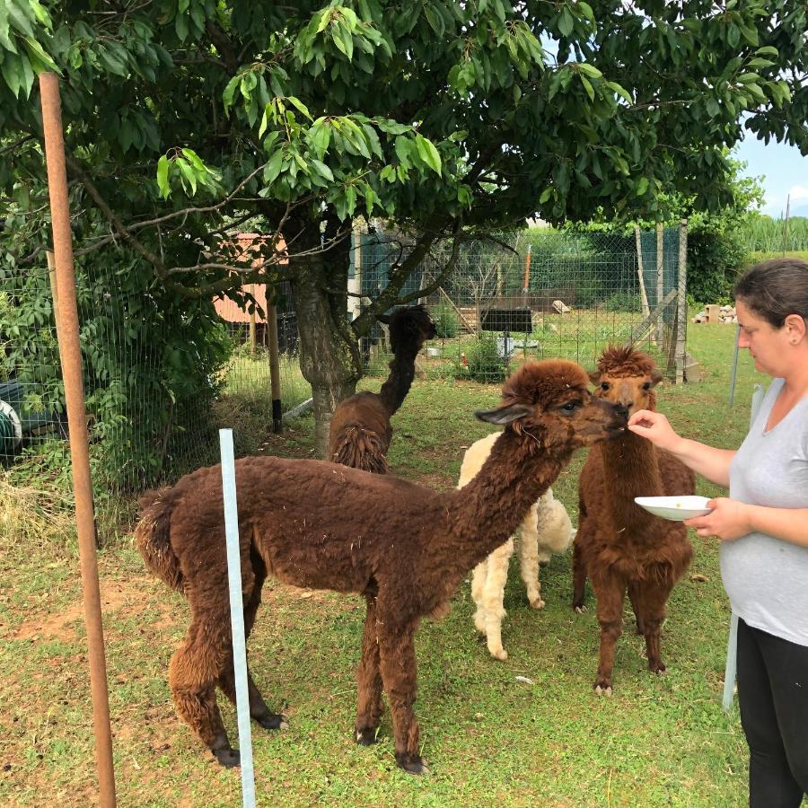 Agriturismo Il Podere Vedelago Con San Bernardo, Alpaca E Una Pentola Di Cose Da Scoprire Buitenkant foto