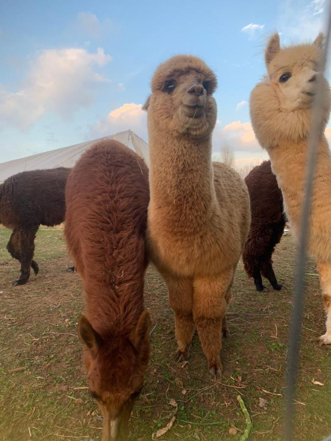 Agriturismo Il Podere Vedelago Con San Bernardo, Alpaca E Una Pentola Di Cose Da Scoprire Buitenkant foto