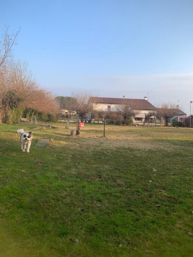 Agriturismo Il Podere Vedelago Con San Bernardo, Alpaca E Una Pentola Di Cose Da Scoprire Buitenkant foto