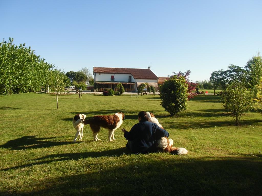 Agriturismo Il Podere Vedelago Con San Bernardo, Alpaca E Una Pentola Di Cose Da Scoprire Buitenkant foto
