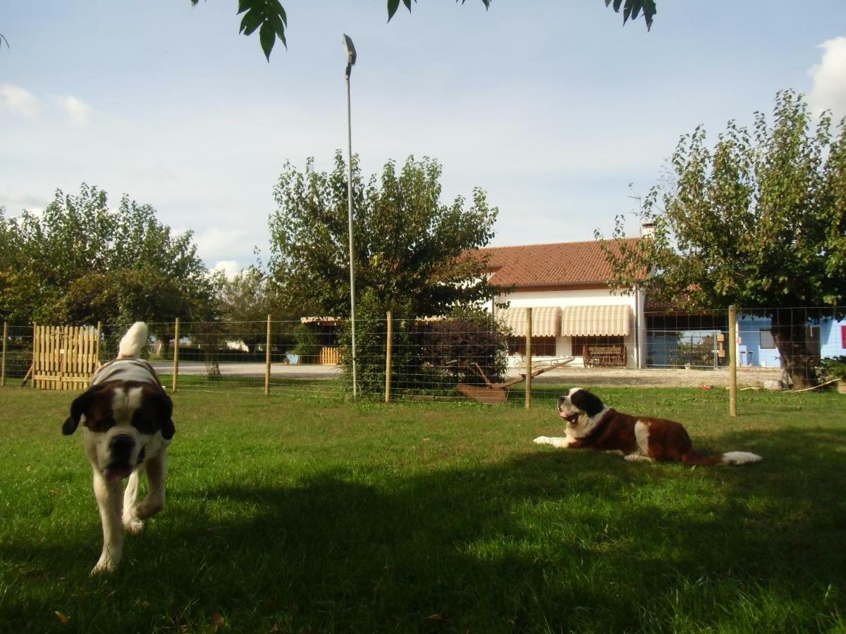 Agriturismo Il Podere Vedelago Con San Bernardo, Alpaca E Una Pentola Di Cose Da Scoprire Buitenkant foto